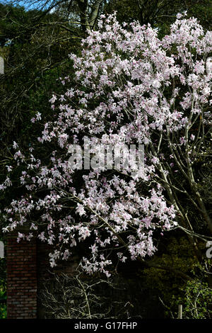 Magnolia dawsoniana fiore fiori fiori fiori giardino decidui magnolie profumo di rosa profumati alberi di albero di primavera floreale RM Foto Stock