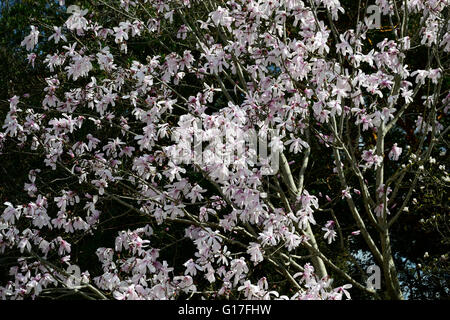 Magnolia dawsoniana fiore fiori fiori fiori giardino decidui magnolie profumo di rosa profumati alberi di albero di primavera floreale RM Foto Stock