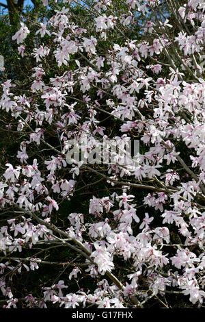 Magnolia dawsoniana fiore fiori fiori fiori giardino decidui magnolie profumo di rosa profumati alberi di albero di primavera floreale RM Foto Stock