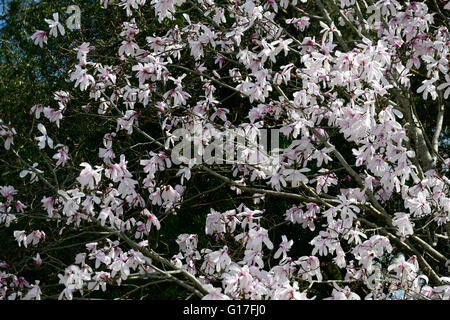 Magnolia dawsoniana fiore fiori fiori fiori giardino decidui magnolie profumo di rosa profumati alberi di albero di primavera floreale RM Foto Stock