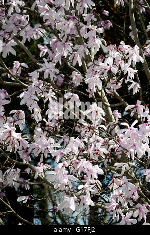 Magnolia dawsoniana fiore fiori fiori fiori giardino decidui magnolie profumo di rosa profumati alberi di albero di primavera floreale RM Foto Stock