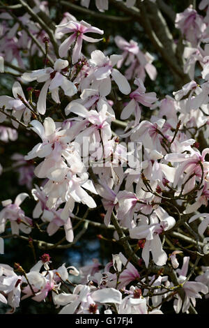 Magnolia dawsoniana fiore fiori fiori fiori giardino decidui magnolie profumo di rosa profumati alberi di albero di primavera floreale RM Foto Stock