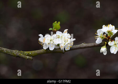 Prunus domestica opal blossom damson prugna fiore primavera fiori bianchi blumi di alberi da frutta floreale RM Foto Stock