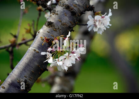 Prunus cv woodfield cluster di piccole dimensioni di colore bianco a fiore ciliegio ornamentale tree fiori sbocciano i fiori sbocciano molla floreale RM Foto Stock