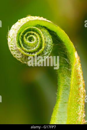 Asplenium scolopendrium fern Foto Stock