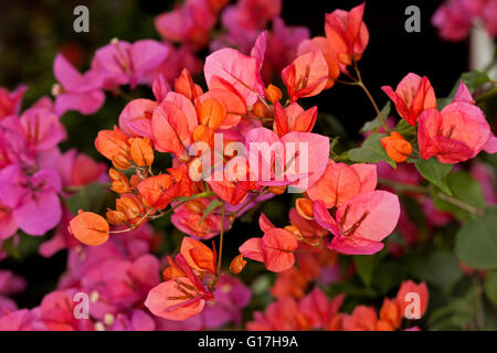 Cluster di spettacolari vivid rosa / arancio fiori di bouganvillea bambino dwarf varietà " Bokay' contro uno sfondo scuro Foto Stock