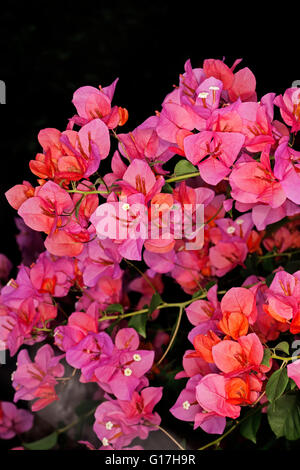 Cluster di spettacolari vivid rosa / arancio fiori di bouganvillea bambino dwarf varietà " Bokay' contro uno sfondo scuro Foto Stock