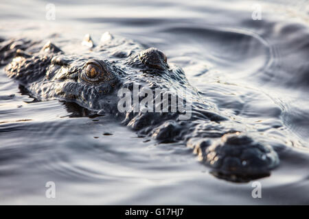Un coccodrillo americano (Crocodylus acutus) attende di imboscata preda in una laguna al largo delle coste del Belize. Questa specie è molto diffusa. Foto Stock