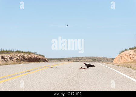 La Turchia vulture mangiare un rabit roadkill sul West Texas highway. Foto Stock