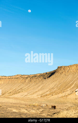 Cavalli sul Ute Indian Reservation in a sudovest del Colorado. Foto Stock