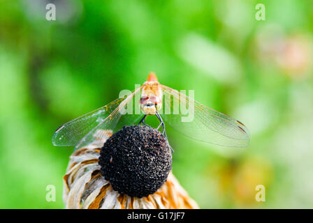 Dragonfly seduto su un black-eyed Susan,in estate Foto Stock