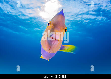 Close up di novellame di Regina Angelfish Foto Stock