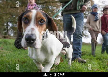 Famiglia cane a camminare nel parco, sezione bassa Foto Stock