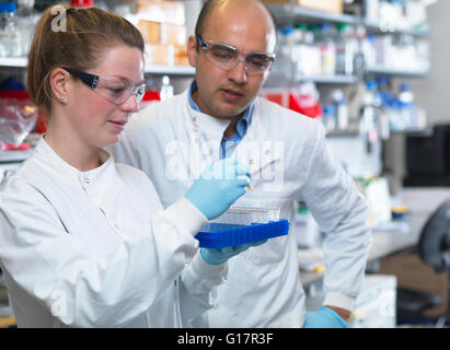 Gli scienziati la preparazione per l'analisi di campioni di trial clinici, Jenner Institute dell'Università di Oxford Foto Stock