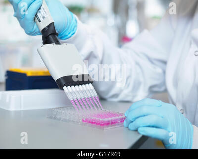 Scienziato usando pipette multicanale per riempire la piastra multipozzetto per analisi di anticorpi mediante saggio ELISA, Jenner Institute dell'Università di Oxford Foto Stock