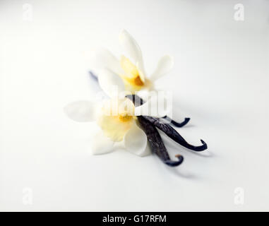 Baccelli di vaniglia con fiori su sfondo bianco Foto Stock