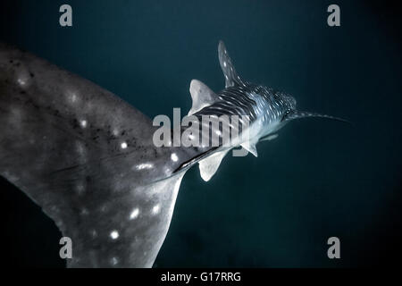 Squalo balena (Rhincodon typus) nuoto in acque profonde off Malapascua Island, Cebu, Filippine Foto Stock