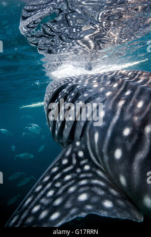 Squalo balena (Rhincodon typus) nuoto in acque profonde off Malapascua Island, Cebu, Filippine Foto Stock