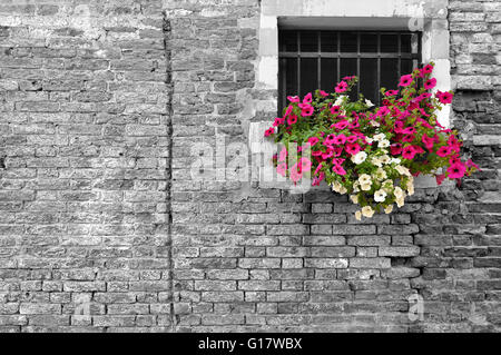 In bianco e nero del vecchio muro di mattoni in Italia con colore selettivo sui fiori di petunia nella finestra Foto Stock