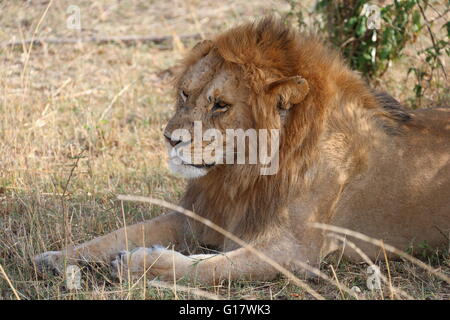 Questa è una foto di un maschio di leone prese nella riserva Masai Mara in Kenya. Foto Stock