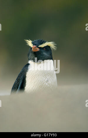 Fiordland pinguino crestato (Eudyptes pachyrhynchus) Nuova Zelanda, Westland, Isola del Sud, passeggiate sulla spiaggia. Foto Stock