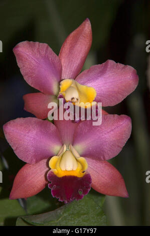 Cattleya orchid hybrid, Giardino Botanico Nazionale di Washington DC. Foto Stock