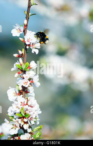 Sbocciano i fiori che sbocciano, naturali, freschi, di stagione, petalo, botanica, ramoscello, rosa, verde, giardino Foto Stock
