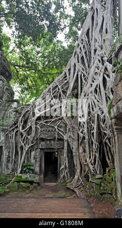 Il "Tomb Raider tempio" - Ta Prohm a Angkor Wat Foto Stock