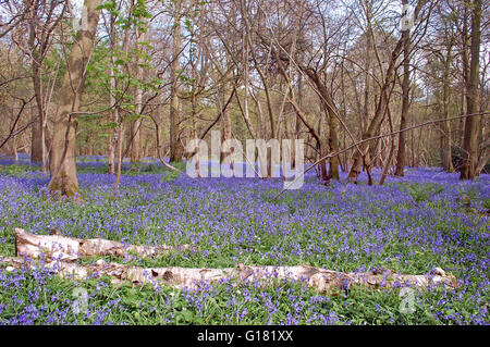 Un tappeto di bluebells fare un sorprendente display nei boschi in una mattina di primavera nei boschi Hockering, Norfolk, East Anglia, Inghilterra Foto Stock