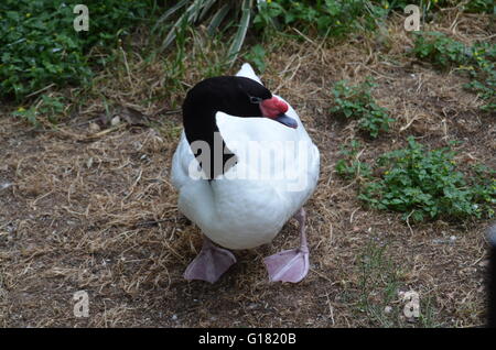 Black-Necked Swan a San Antonio Zoo di San Antonio Texas USA Foto Stock