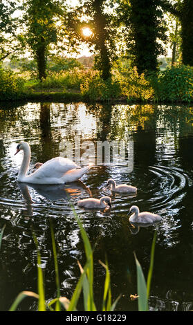 Penna e Swan cygnets in fondo al giardino in una tranquilla giornata di primavera sul fiume Wey al tramonto Surrey in Inghilterra REGNO UNITO Foto Stock