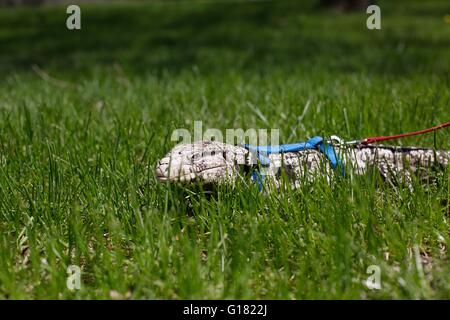 Un argentino in bianco e nero tegu indossando un cavo e un guinzaglio, uscire all'aperto per una passeggiata. Foto Stock