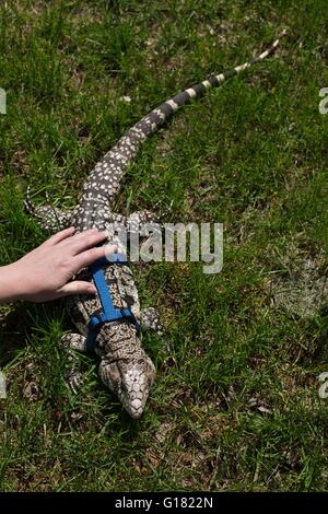 Un argentino in bianco e nero tegu indossando un cavo e un guinzaglio, uscire all'aperto per una passeggiata. Foto Stock