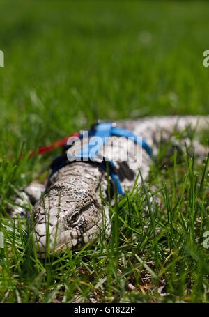 Un argentino in bianco e nero tegu indossando un cavo e un guinzaglio, uscire all'aperto per una passeggiata. Foto Stock