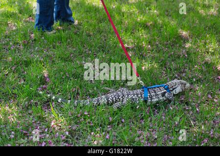 Un argentino in bianco e nero tegu indossando un cavo e un guinzaglio, uscire all'aperto per una passeggiata. Foto Stock