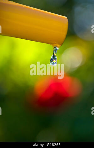 Pipa di zoccoli vietano la carenza d'acqua del giardino il primo piano è una goccia d'acqua pura e limpida che cade dal tubo del giardino nel giardino estivo illuminato dal sole Foto Stock