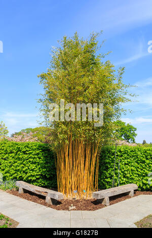 Vistosa scanalatura giallo bambù (Phyllostachys aureosulcata f. spectabilis), RHS Gardens at Wisley, Surrey, Regno Unito in primavera in una giornata di sole con cielo blu Foto Stock