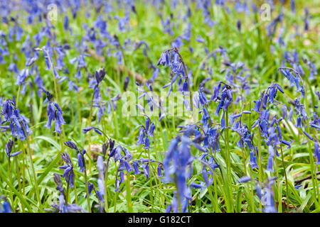 Bluebell fiori prato in primavera Prato della foresta Foto Stock