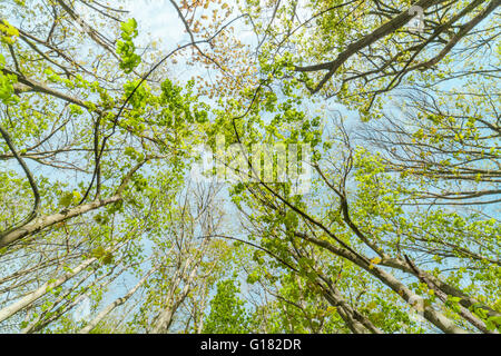 Fresco verde primavera i rami degli alberi sul cielo blu sullo sfondo Foto Stock