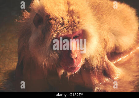 Il Jigokudani Monkey Park vicino a Nagano, Giappone. I macachi giapponesi utilizzare queste sorgenti termali naturali in montagna per la balneazione Foto Stock