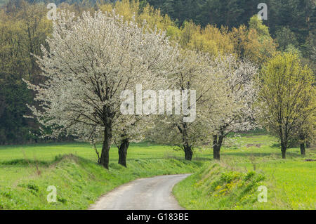 Strada sporca e le ciliegie di fioritura in primavera Foto Stock