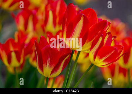 Mazzetto di rosso e tulipani gialli close up Foto Stock