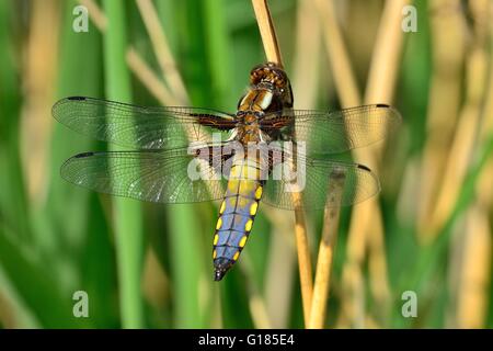 Ampia corposo Chaser Libellula depressa libellula insetto british uk fauna natura leighton moss rspb riserva naturale canne Foto Stock