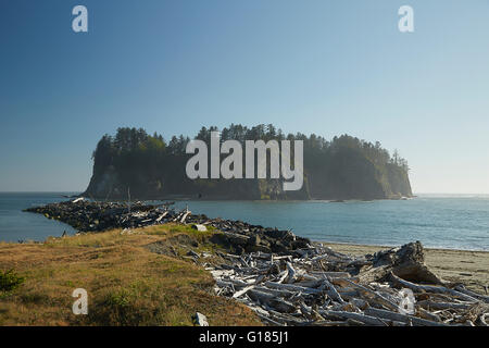 Vista costiera con morti alberi caduti, Puget Sound, nello Stato di Washington, USA Foto Stock