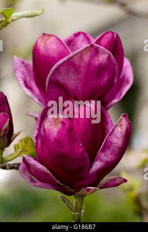 Rosso globulare fiori di primavera dell'ibrido (soulangeana x) liliiflora Magnolia 'Genie' Foto Stock