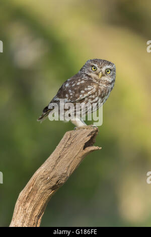 Piccolo gufo fotografato nel maggio 2016 sulla valle di York, Inghilterra. Foto Stock