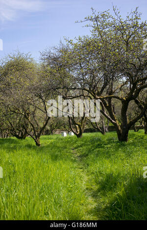 Alveari nel frutteto a Rousham house gardens. Oxfordshire, Inghilterra Foto Stock