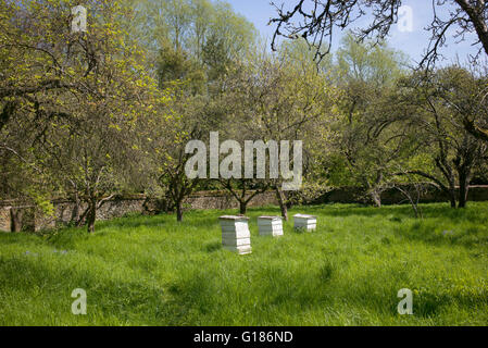 Alveari nel frutteto a Rousham house gardens. Oxfordshire, Inghilterra Foto Stock