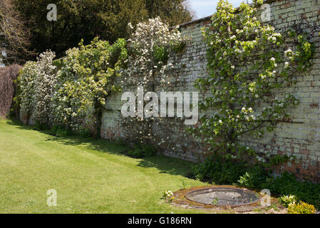 Spalliera alberi da frutto in fiore contro il giardino murato a Rousham Casa e giardino. Oxfordshire, Inghilterra Foto Stock