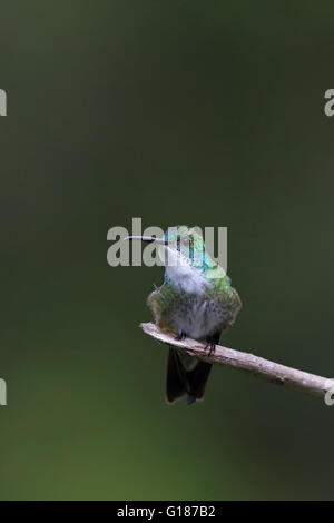 Bianco-chested Smeraldo (Amazilia chionopectus) Foto Stock